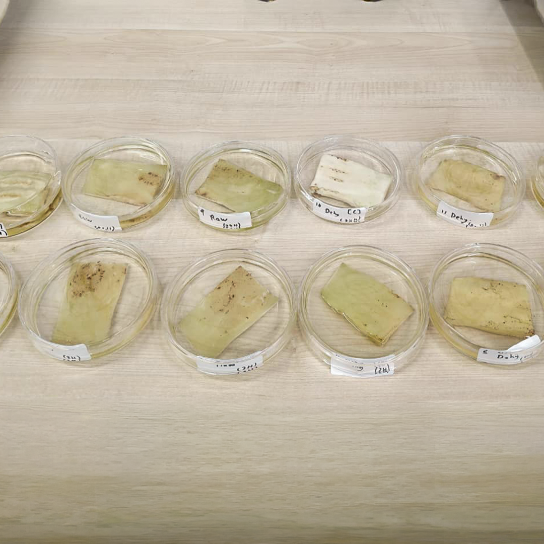 Eggplant samples prepared for oil absorption testing as part of Curtin Dubai mechanical engineering research