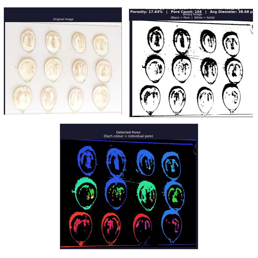 Image analysis of eggplant tissue showing pore detection and porosity measurements for sustainable oil spill clean-up research